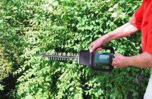 hedge-trimming-bayswater